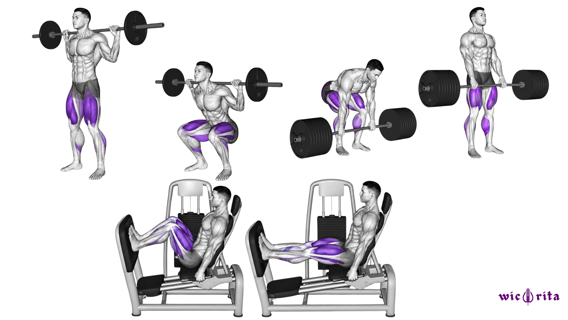 compound-leg.png