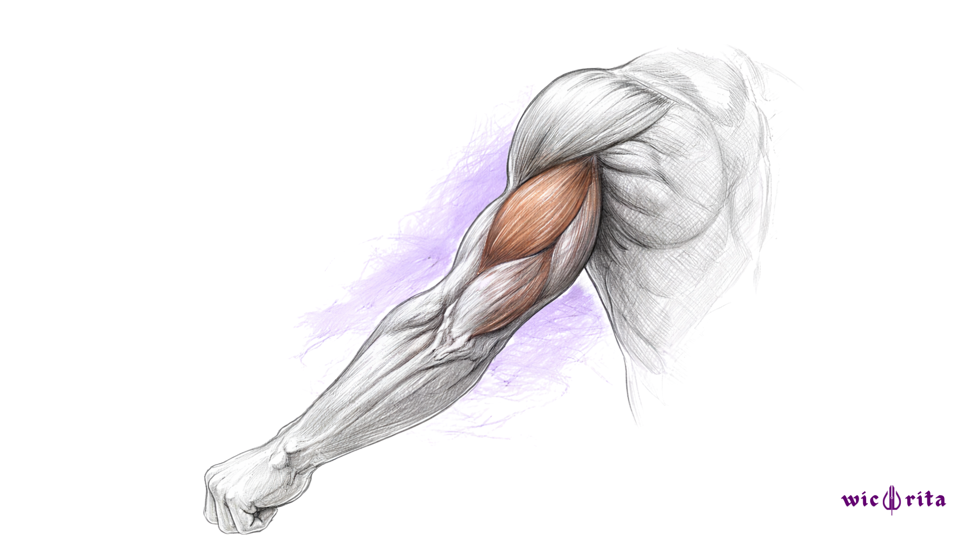 Triceps